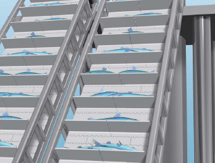 मछली और शंख का परिवहन